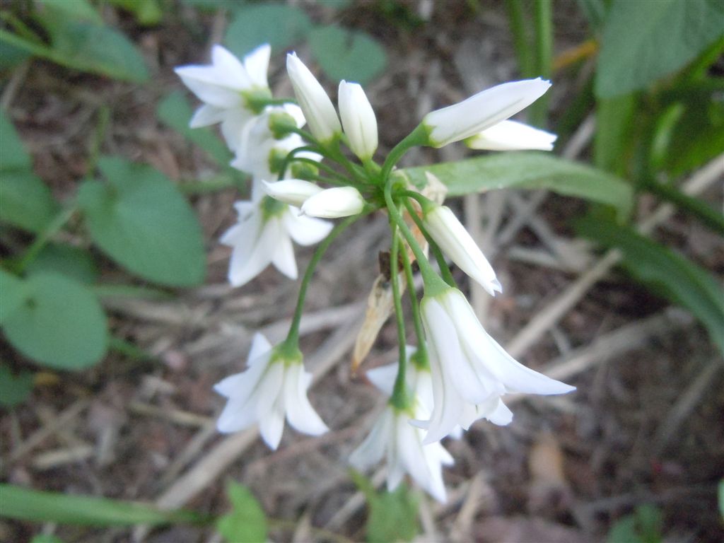 Fiorellini bianchi - Allium triquetrum L.